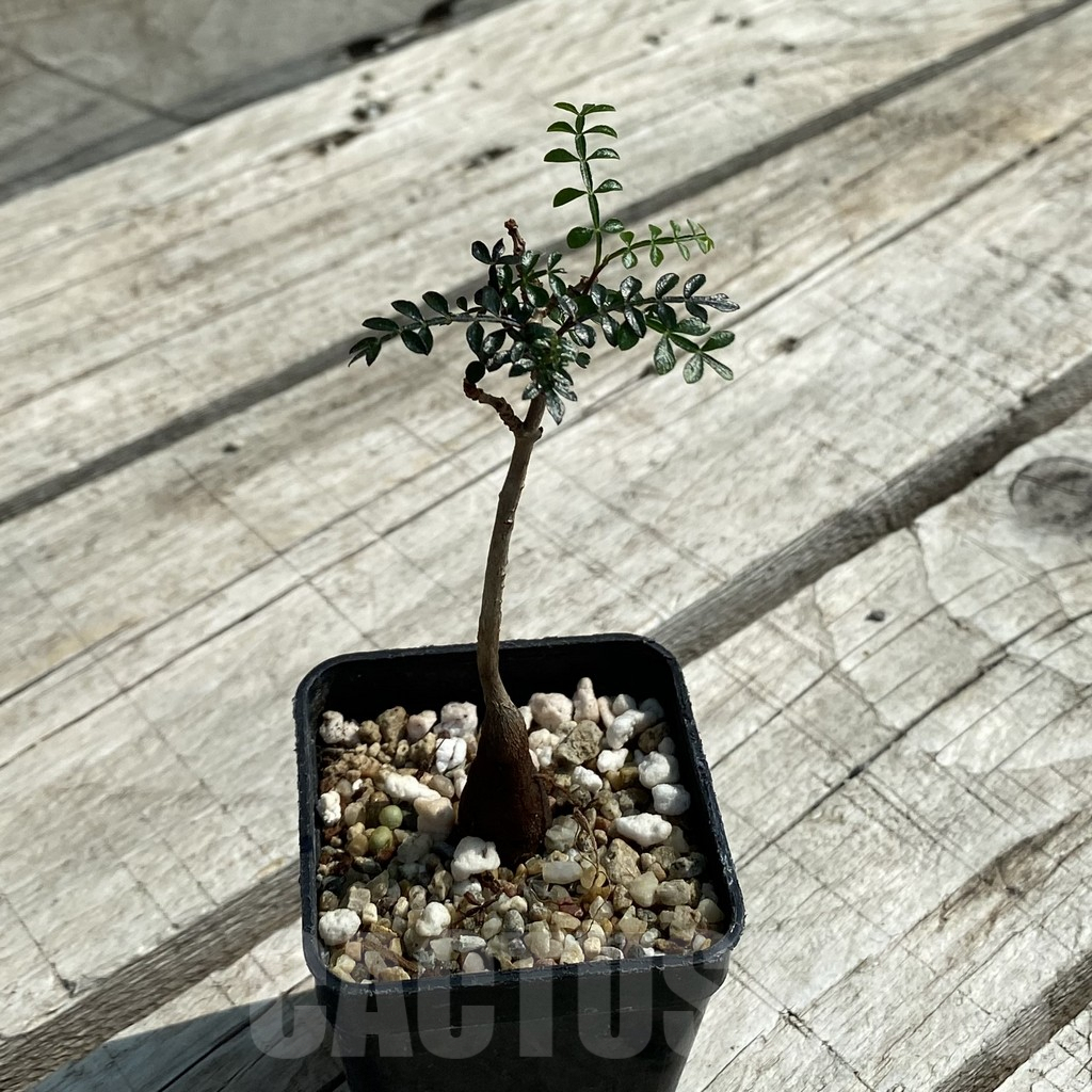 SH9034 Operculicarya pachypus - Image 2