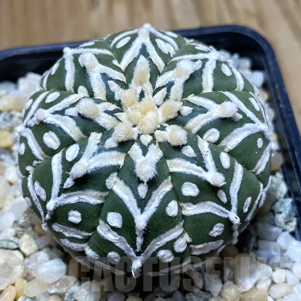 SH9036 Astrophytum asterias ‘Super Kabuto’ V-type f. nudum