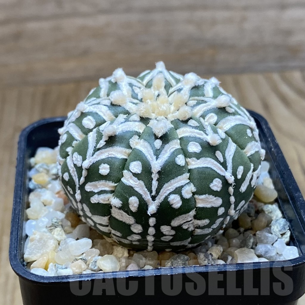 SH9036 Astrophytum asterias ‘Super Kabuto’ V-type f. nudum - Image 2