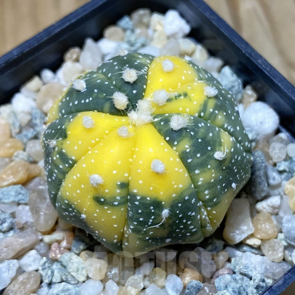 SH9037 Astrophytum asterias f. variegata