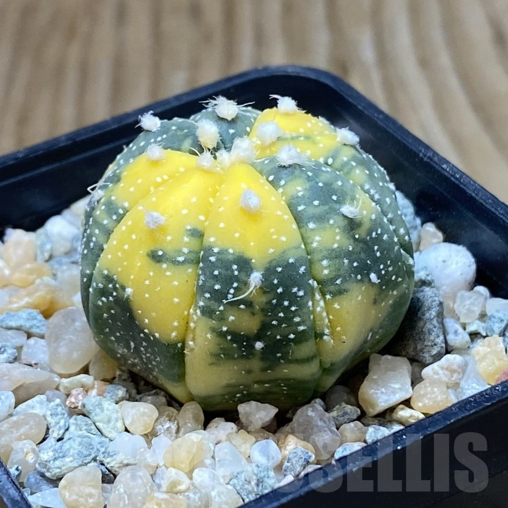 SH9037 Astrophytum asterias f. variegata - Image 2
