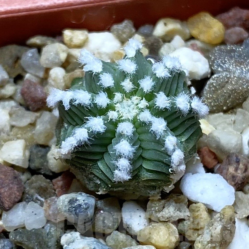 SH9014 Aztekium hintonii