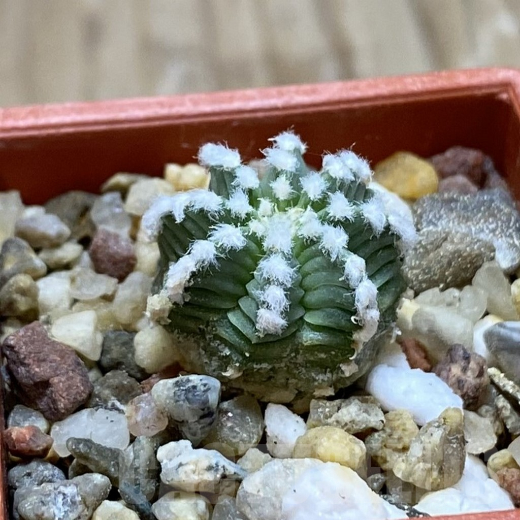 SH9014 Aztekium hintonii - Image 2