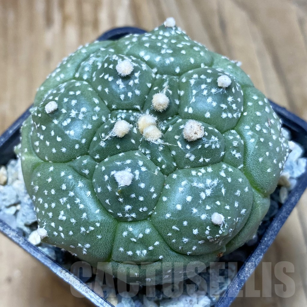 SH9177 Astrophytum asterias ‘Kikko’