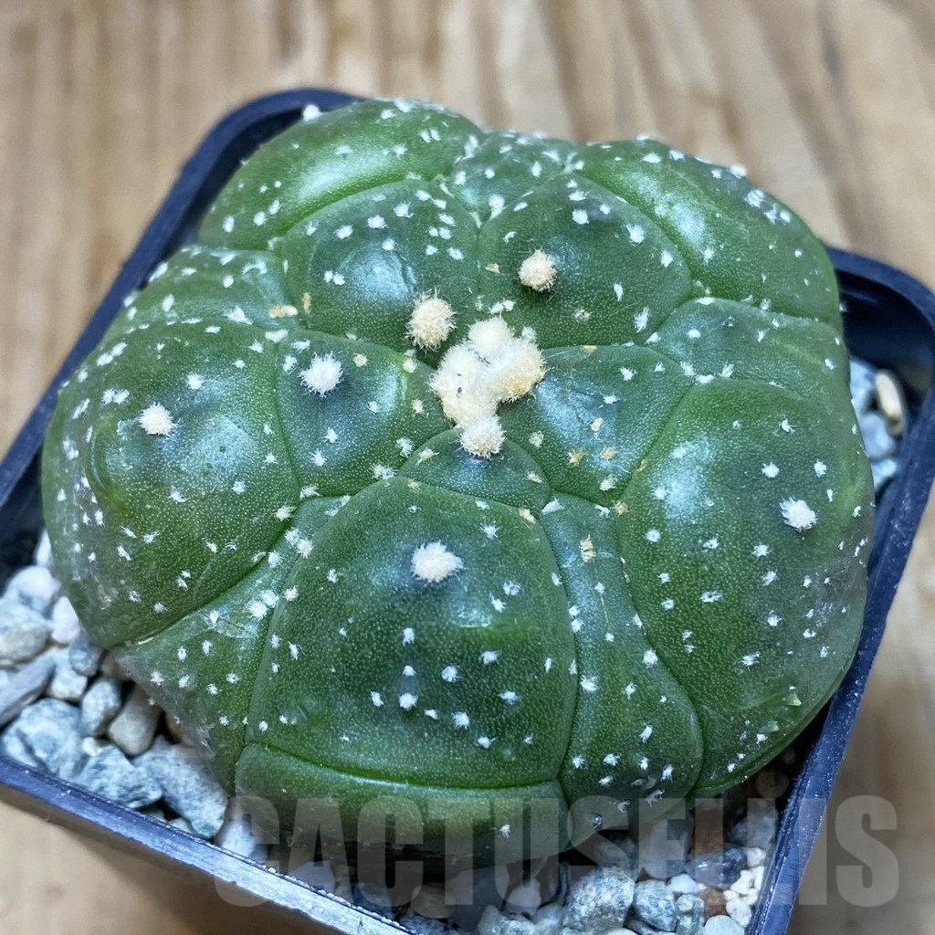 SH9178 Astrophytum asterias ‘Kikko’, 5-ribs