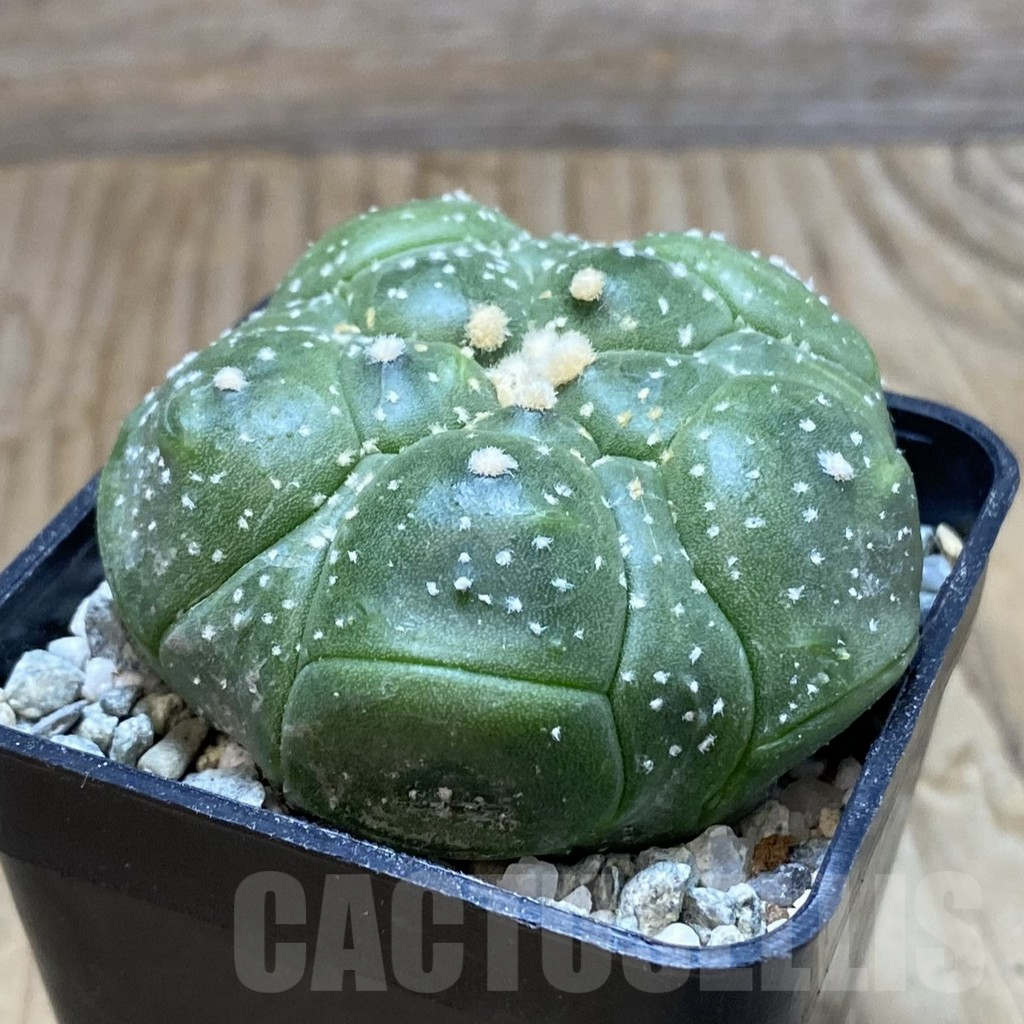 SH9178 Astrophytum asterias ‘Kikko’, 5-ribs - Image 2