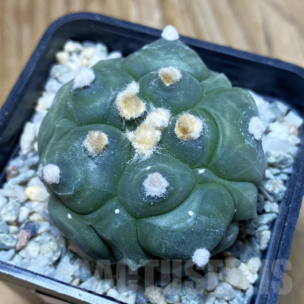 SH9179 Astrophytum asterias ‘Kikko’