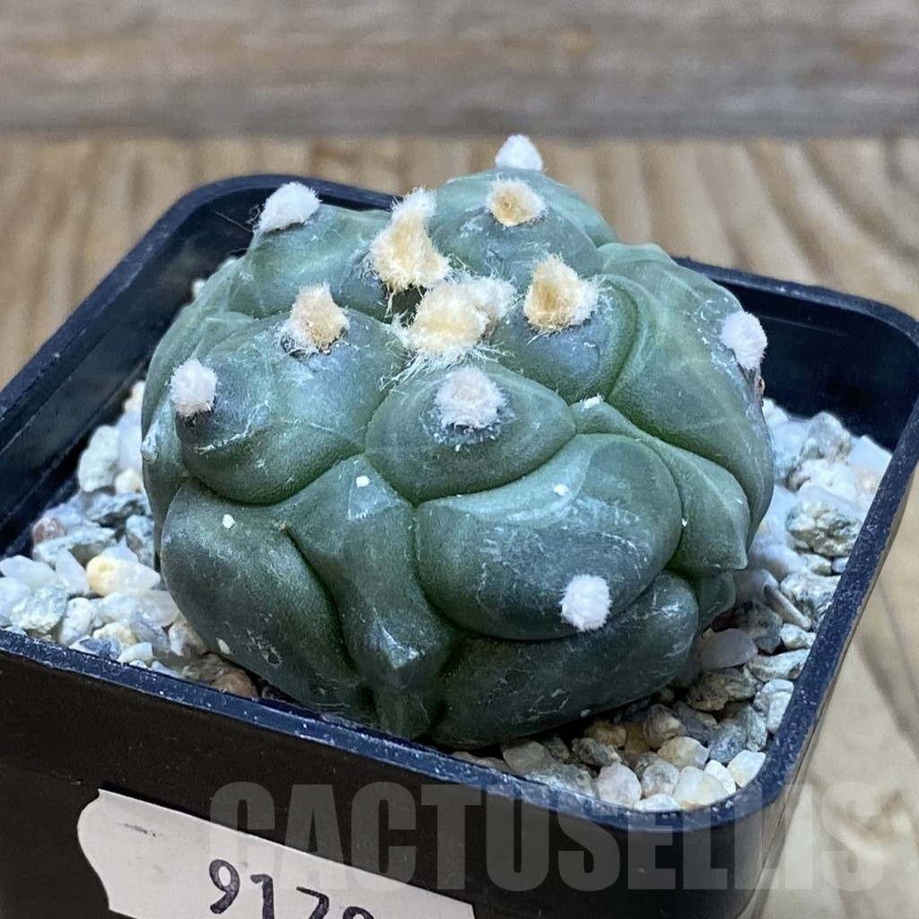 SH9179 Astrophytum asterias ‘Kikko’ - Image 2