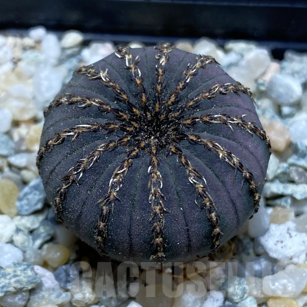 SH9147 Frailea asterioides
