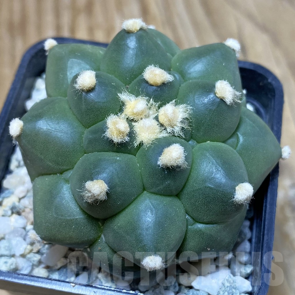 SH9180 Astrophytum asterias ‘Kikko’