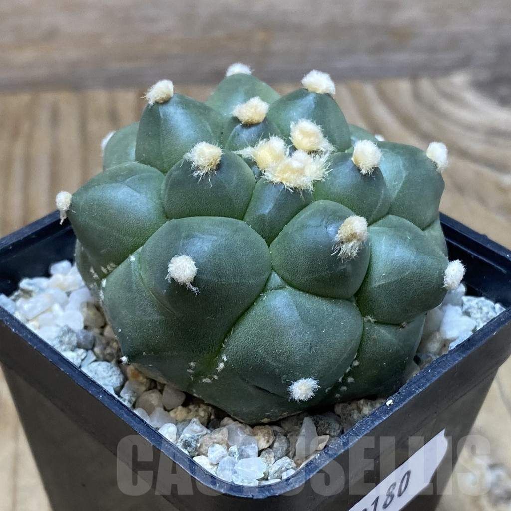 SH9180 Astrophytum asterias ‘Kikko’ - immagine 2