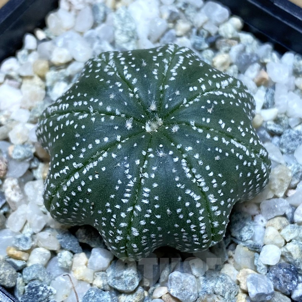 SH9181 Astrophytum asterias ‘Star Shape’