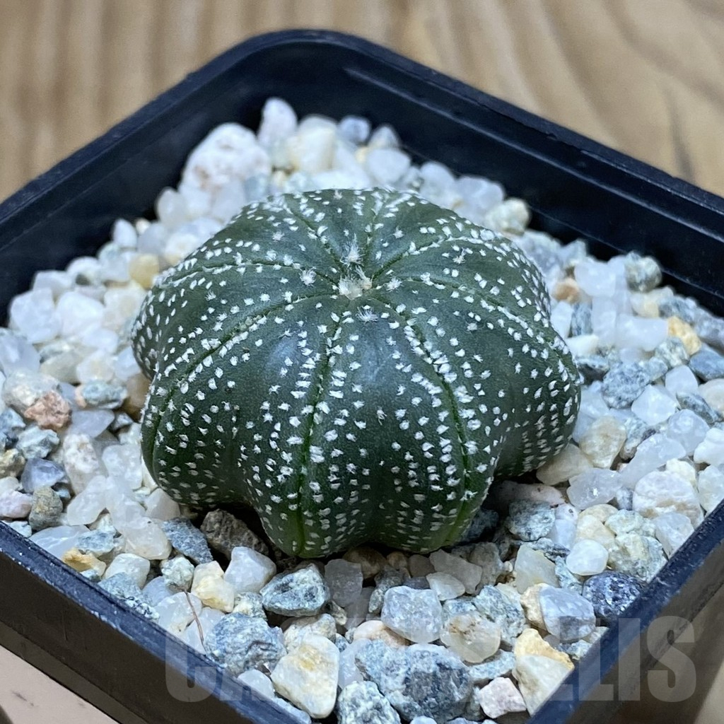 SH9181 Astrophytum asterias ‘Star Shape’ - Obrázek 2
