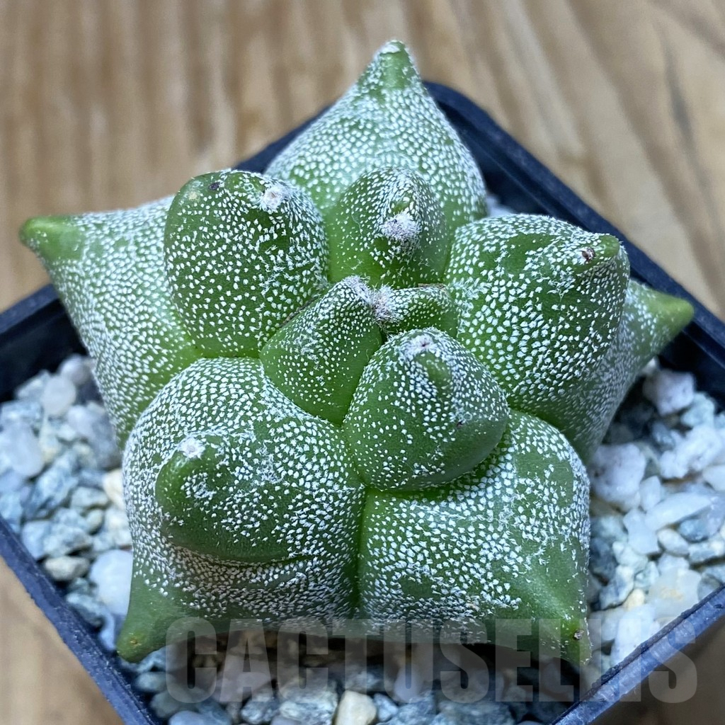 SH9182 Astrophytum myriostigma ‘Kikko’