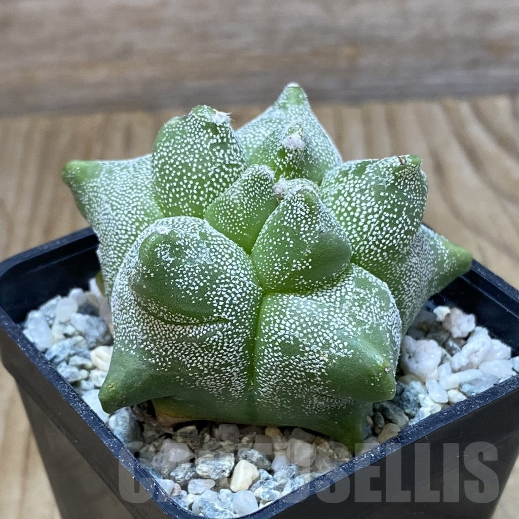 SH9182 Astrophytum myriostigma ‘Kikko’ - Image 2