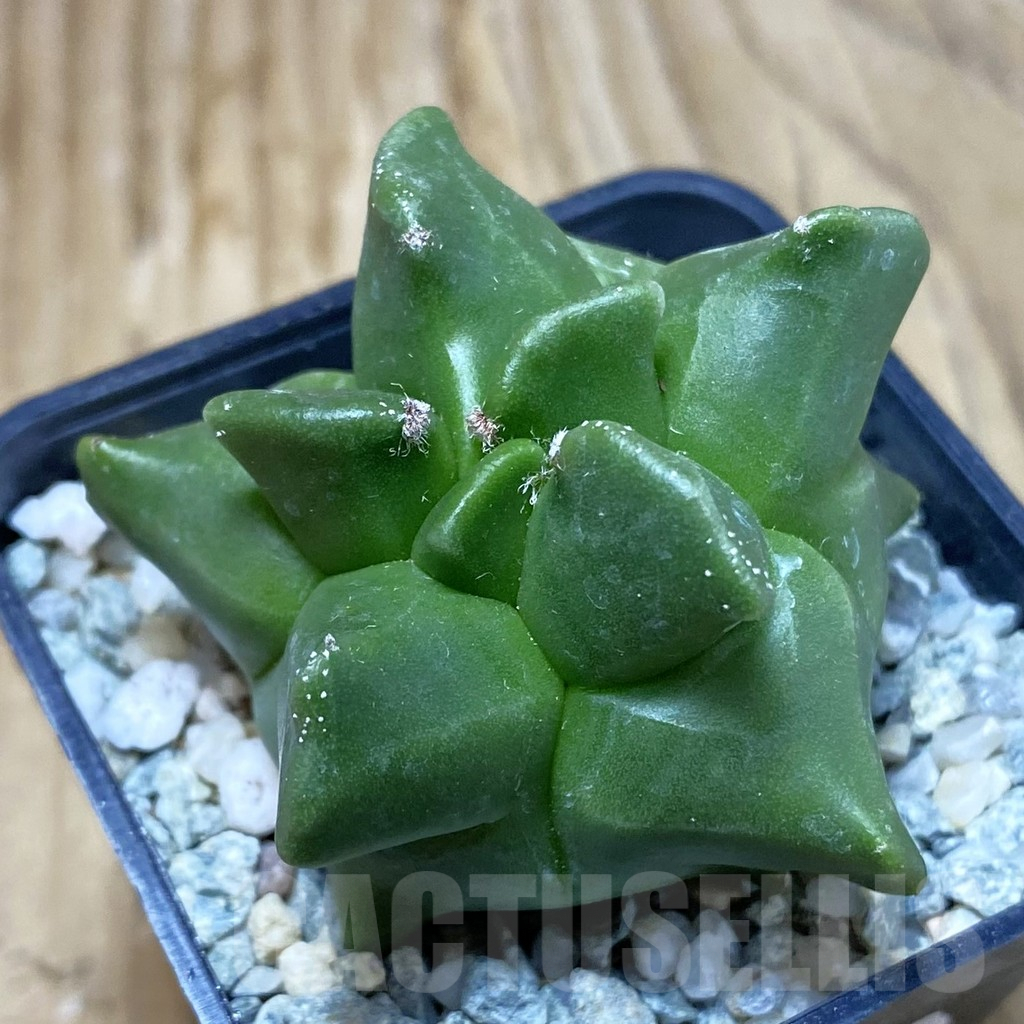 SH9183 Astrophytum myriostigma ‘Kikko’
