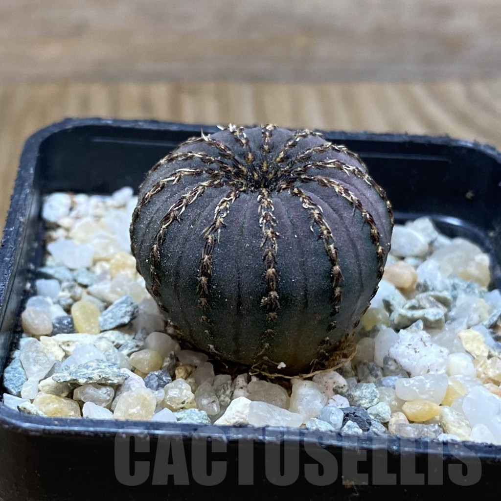 SH9147 Frailea asterioides - Imagen 2