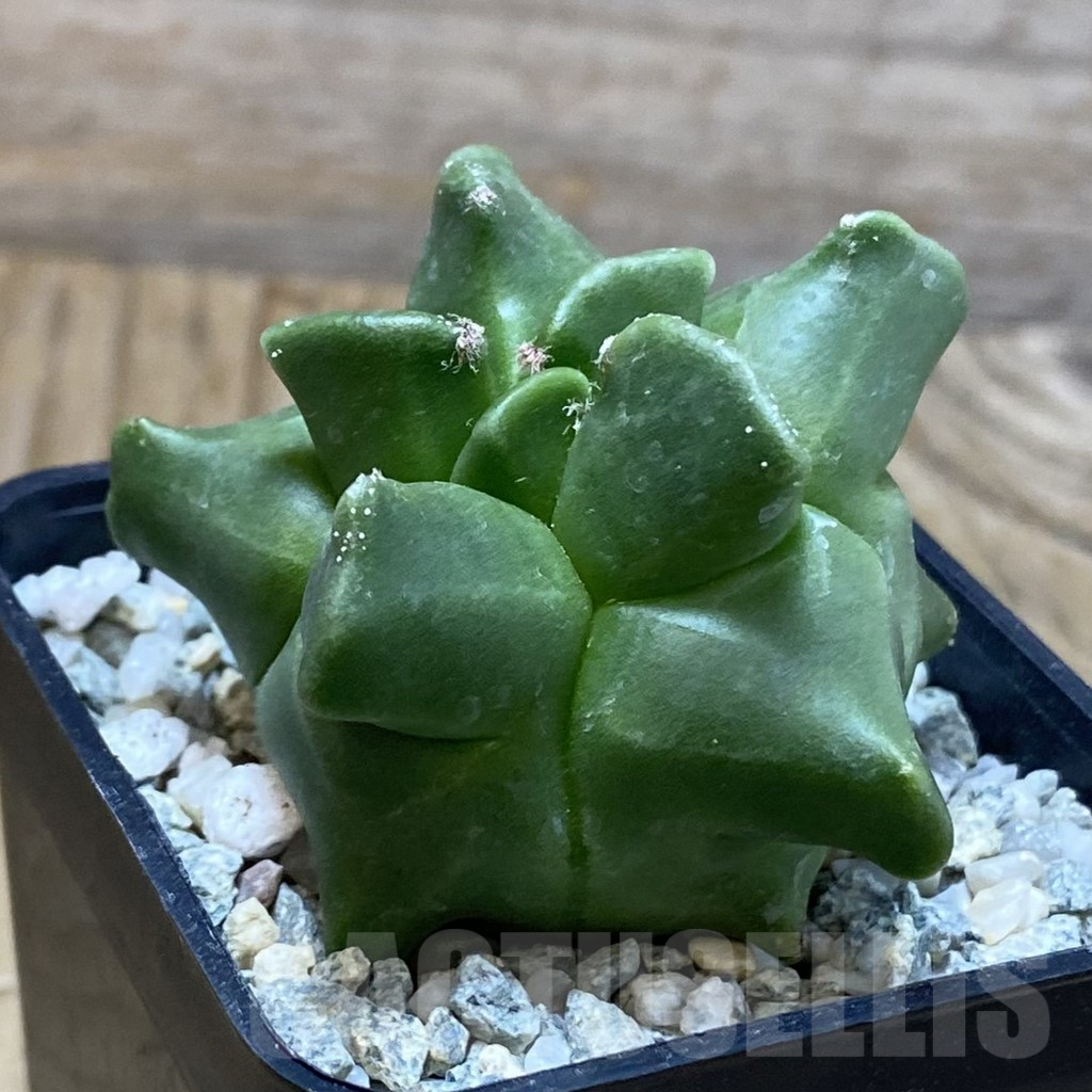SH9183 Astrophytum myriostigma ‘Kikko’ - Image 2