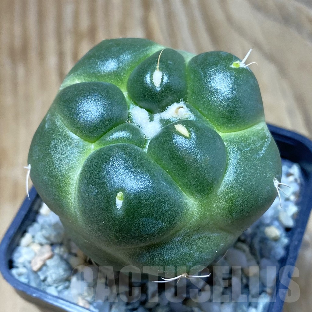 SH9186 Coryphantha elephantidens ‘inermis’