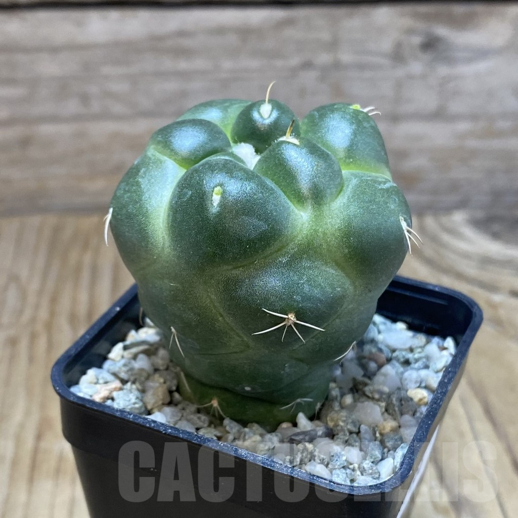 SH9186 Coryphantha elephantidens ‘inermis’ - Obrázek 2