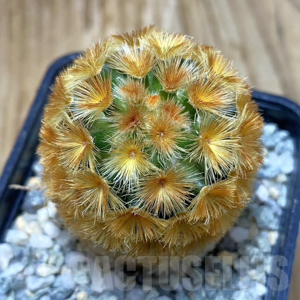 SH9188 Mammillaria carmenae ‘Buddha’ hybrid, seedling
