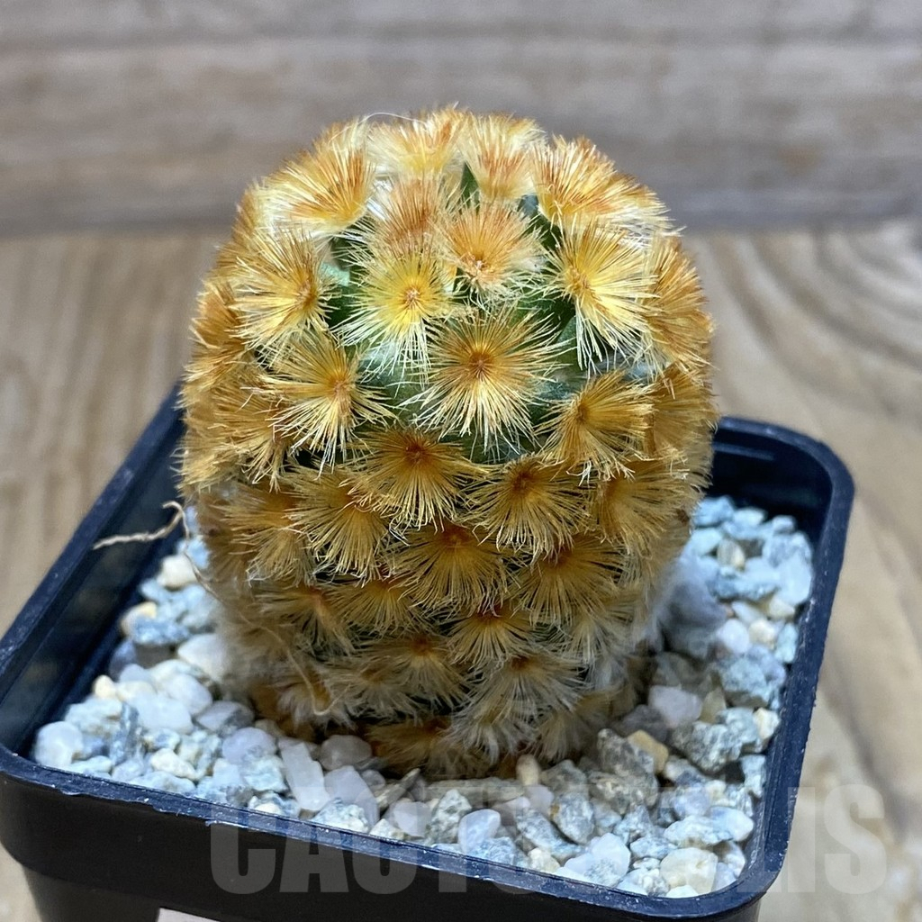 SH9188 Mammillaria carmenae ‘Buddha’ hybrid, seedling - Image 2