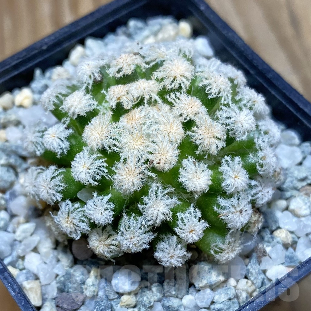 SH9189 Mammillaria plumosa ‘Snow’