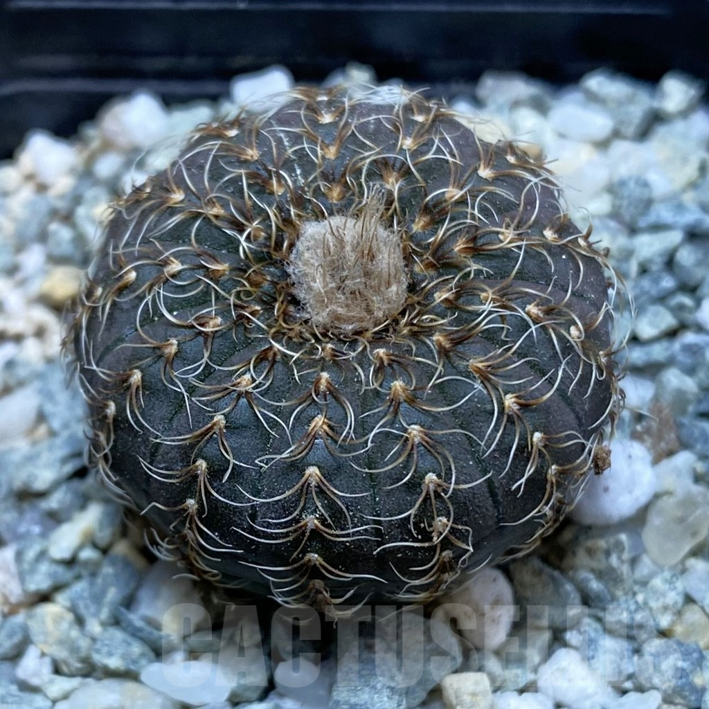 SH9148 Frailea asterioides