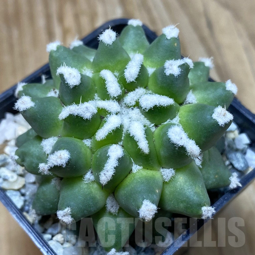 SH9192 Mammillaria bucareliensis 'Erusamu' f. pectinatus