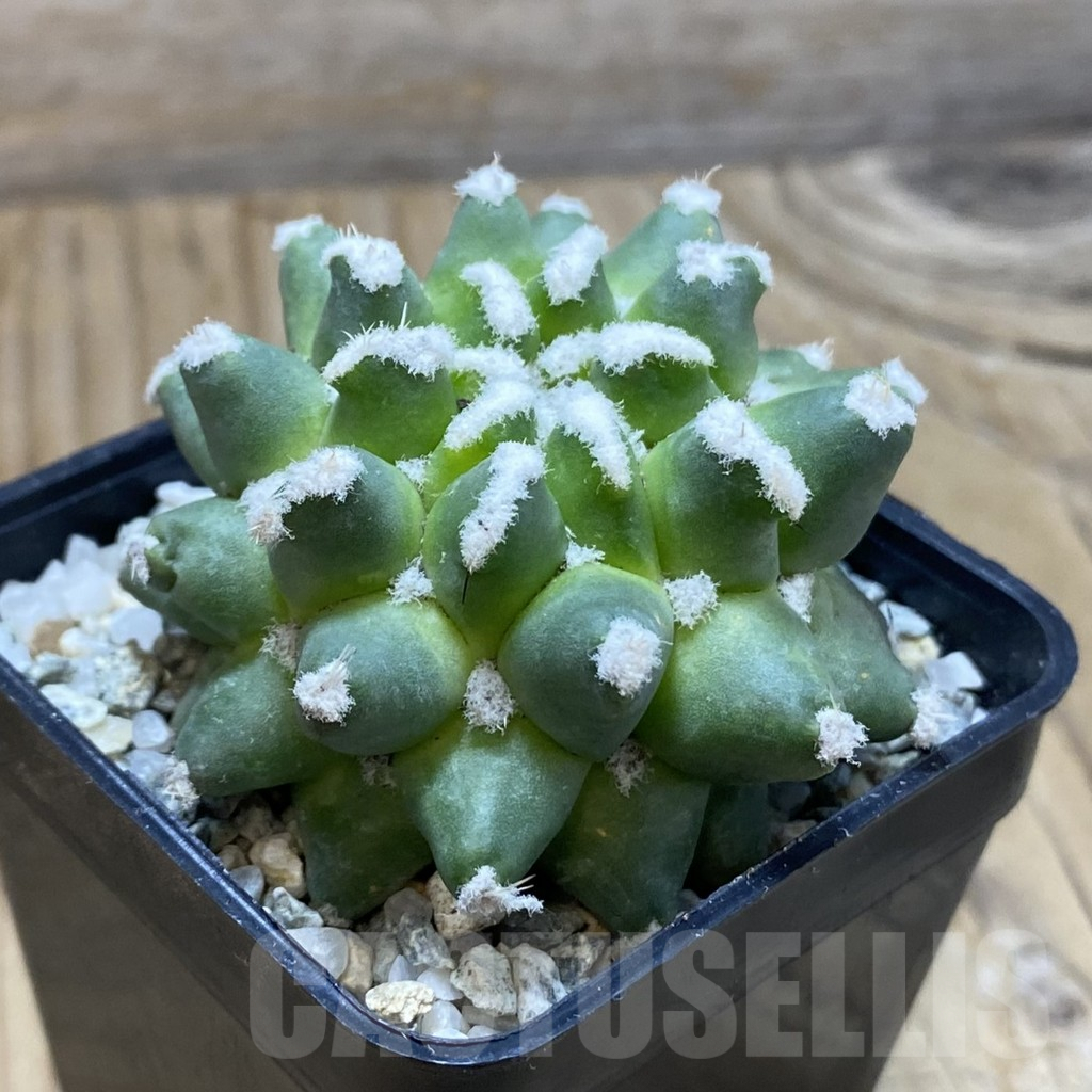 SH9192 Mammillaria bucareliensis 'Erusamu' f. pectinatus – Bild 2