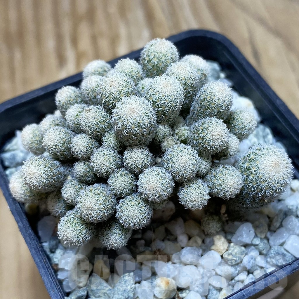 SH9193 Epithelantha micromeris f. monstrosa