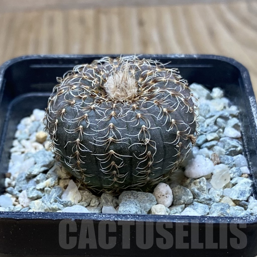 SH9148 Frailea asterioides - Зображення 2