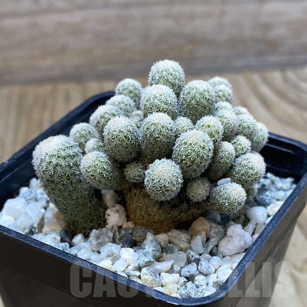 SH9193 Epithelantha micromeris f. monstrosa – Bild 2