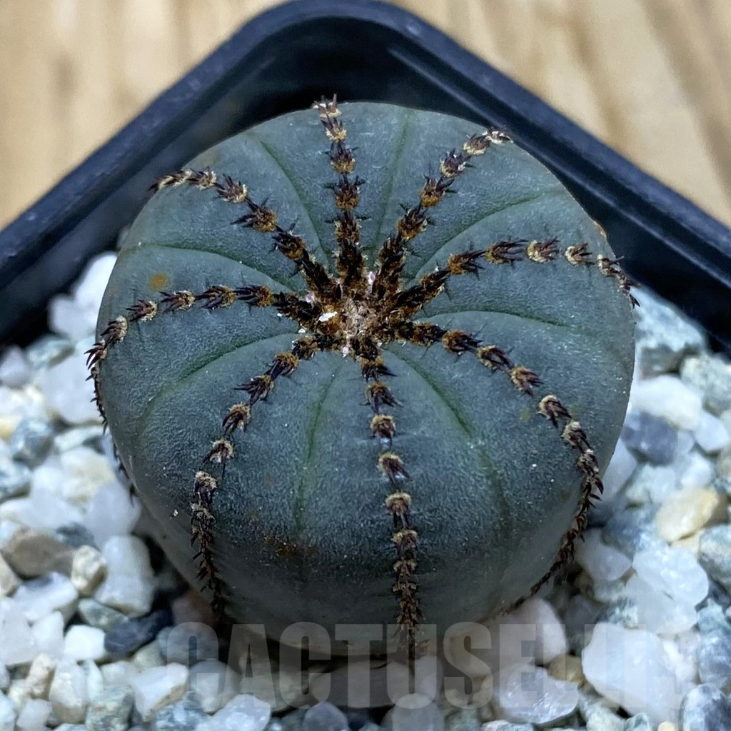 SH9196 Frailea castanea ‘Niten’