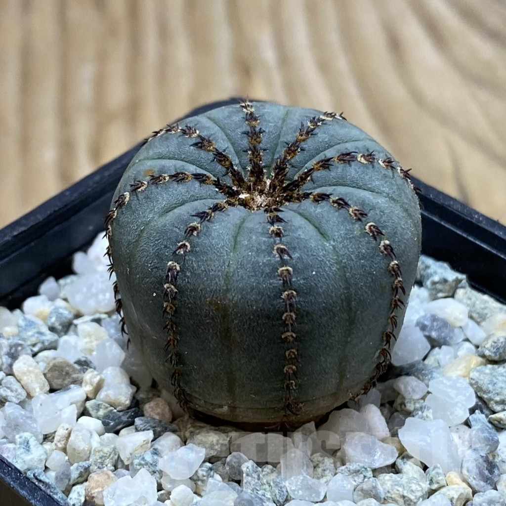 SH9196 Frailea castanea ‘Niten’ - Image 2