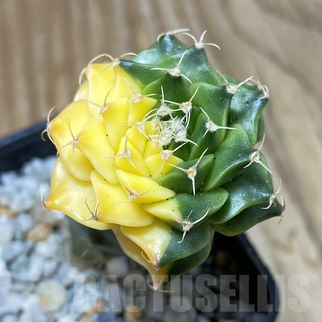 SH9197 Obregonia denegrii f. variegata, grafted