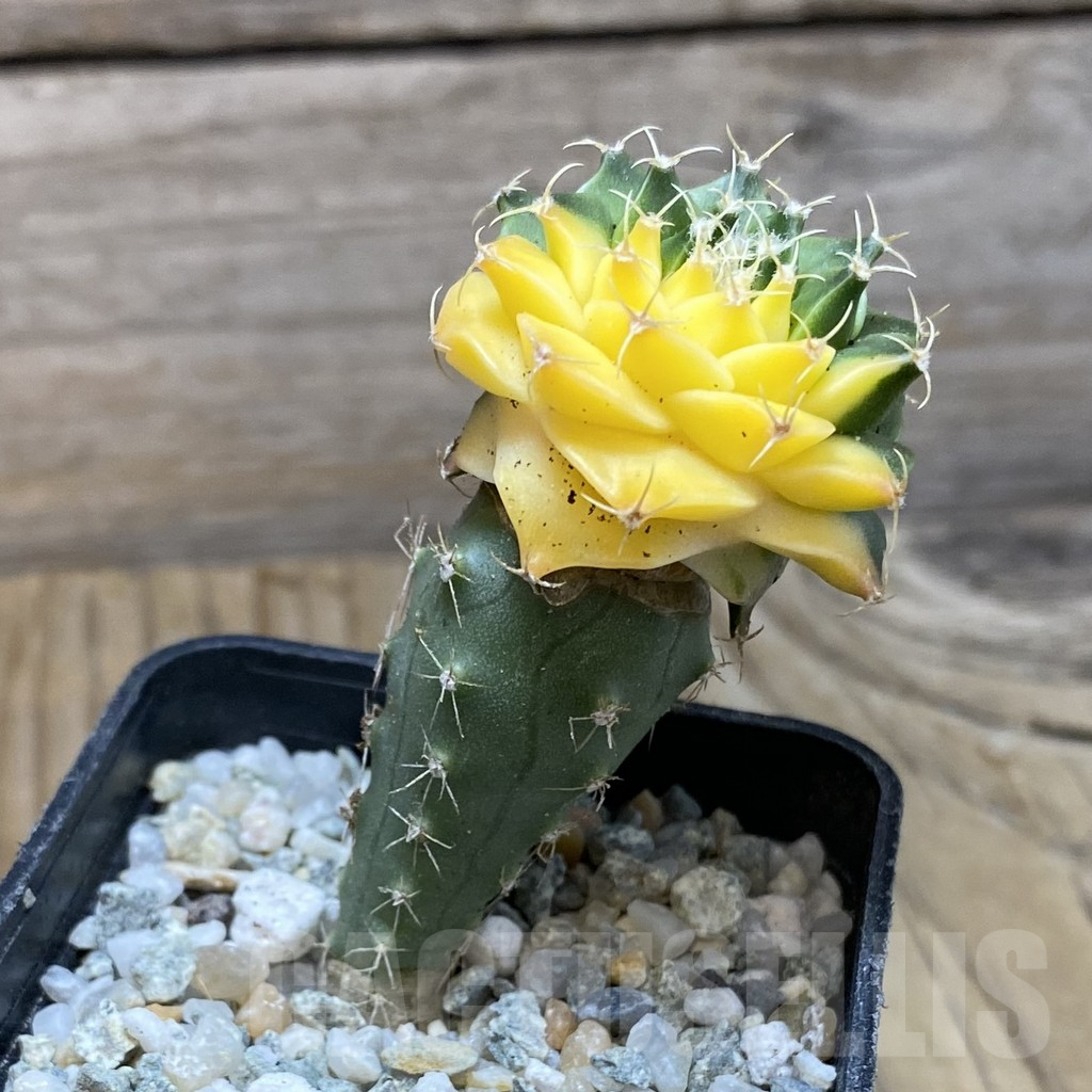 SH9197 Obregonia denegrii f. variegata, grafted - Image 2