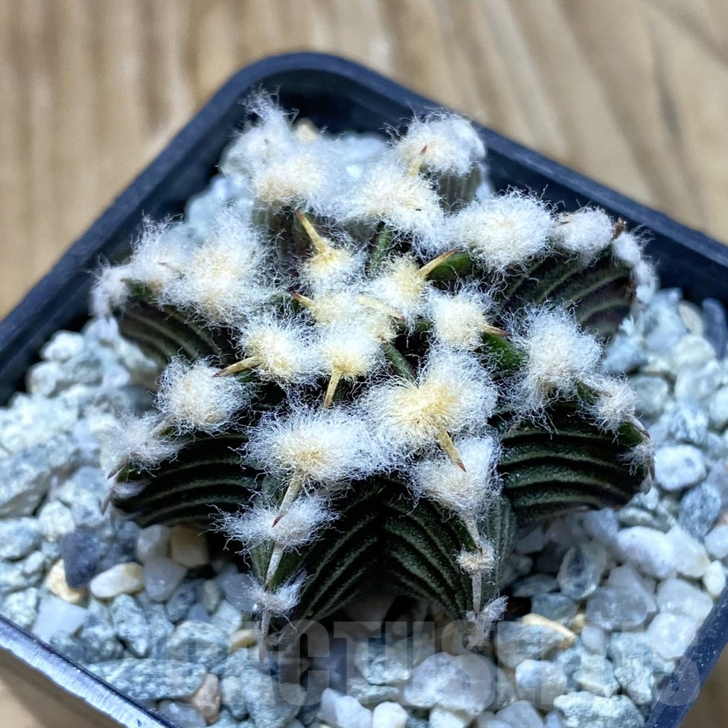 SH9199 Gymnocalycium friedrichii VOS1211, select form, seedling