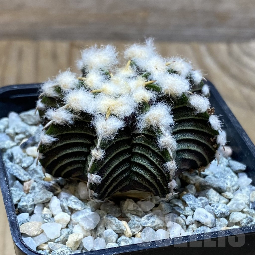 SH9199 Gymnocalycium friedrichii VOS1211, select form, seedling - Image 2