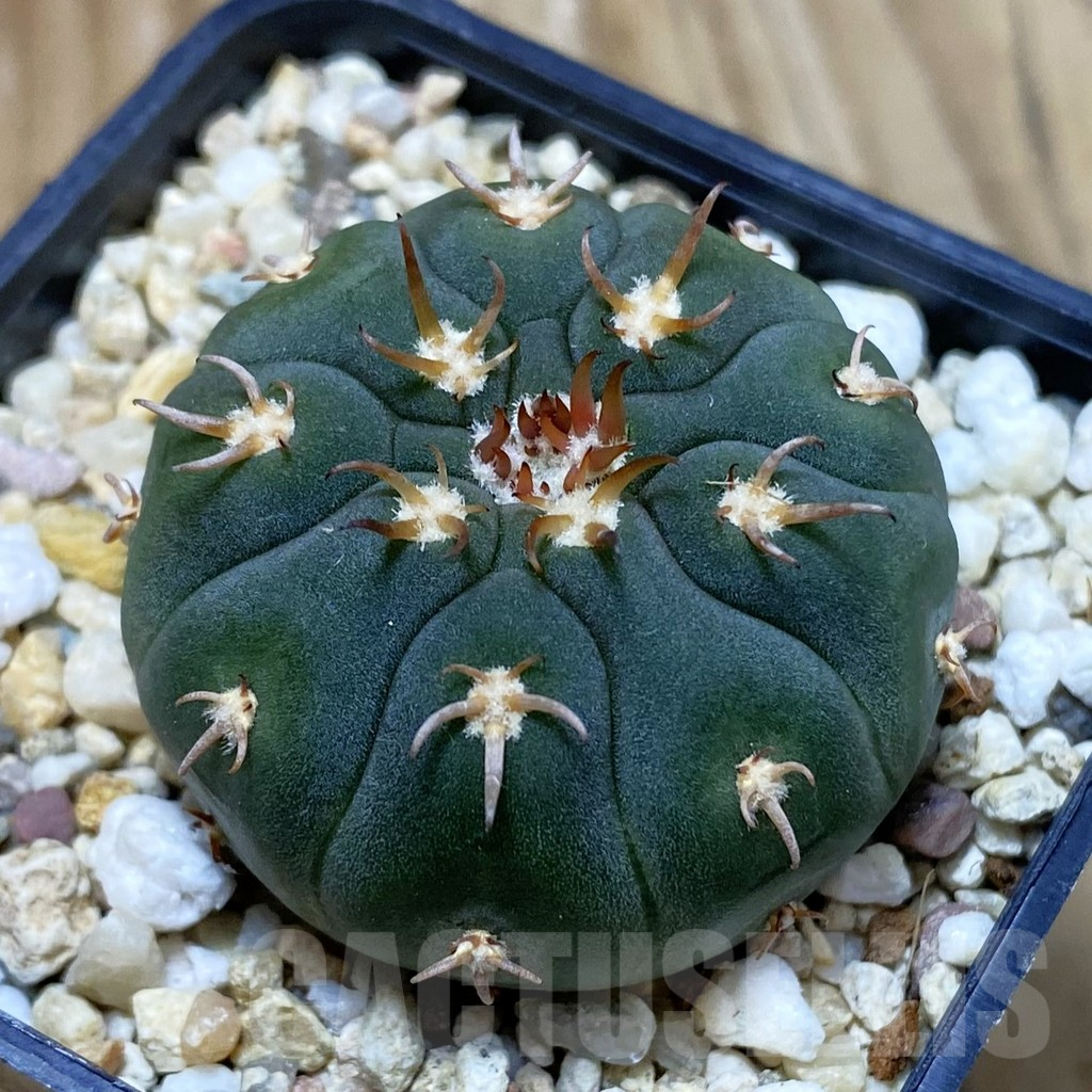 SH9200 Gymnocalycium spegazzinii v. unguispinum SL 443, seedling