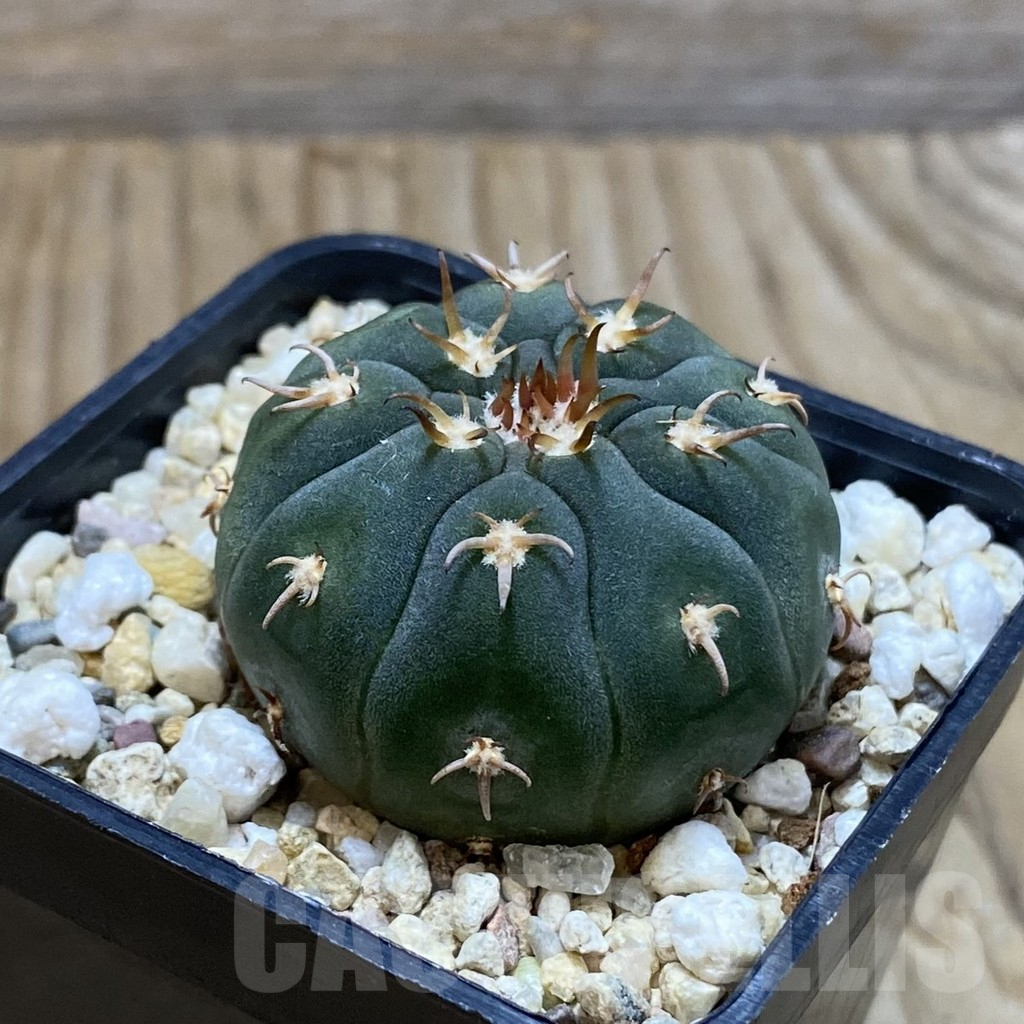 SH9200 Gymnocalycium spegazzinii v. unguispinum SL 443, seedling - Image 2