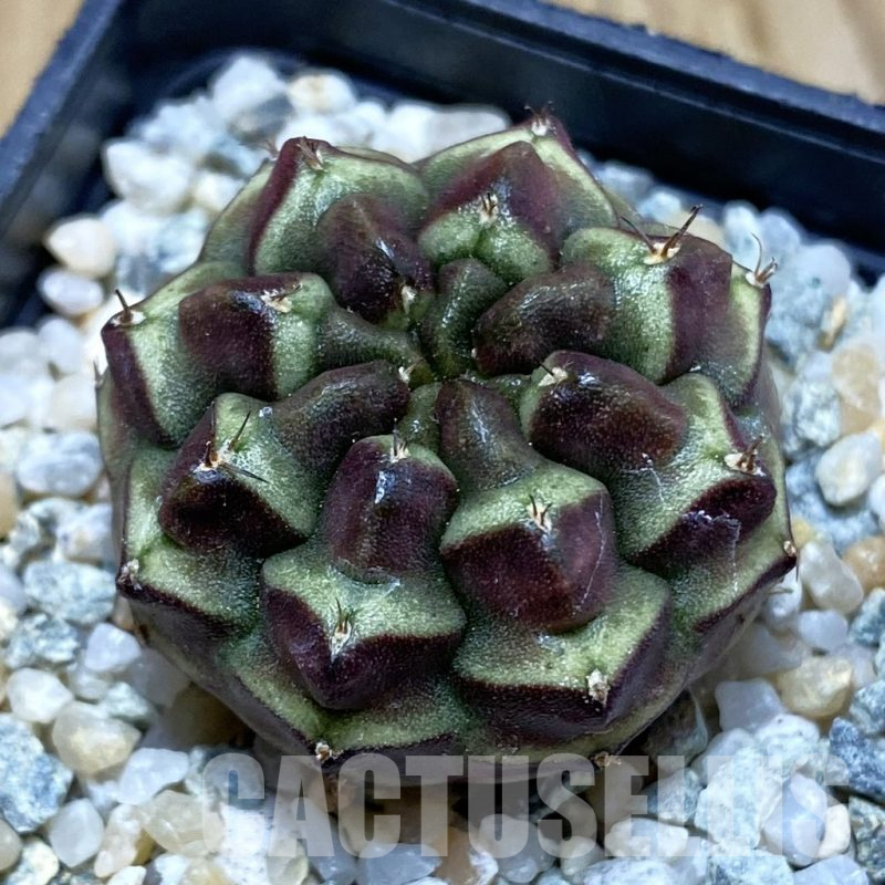 SH9201 Gymnocalycium mihanovichii ‘Day Dream’, seedling