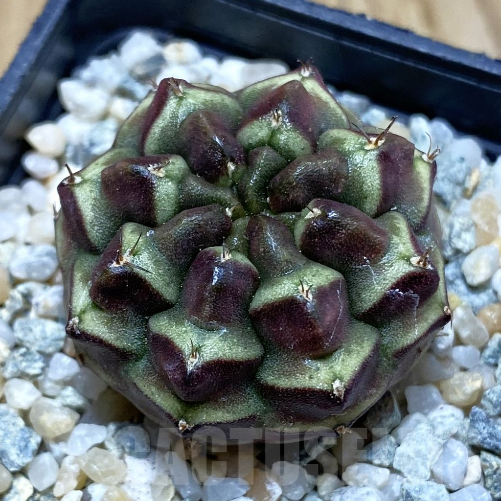 SH9201 Gymnocalycium mihanovichii ‘Day Dream’, seedling