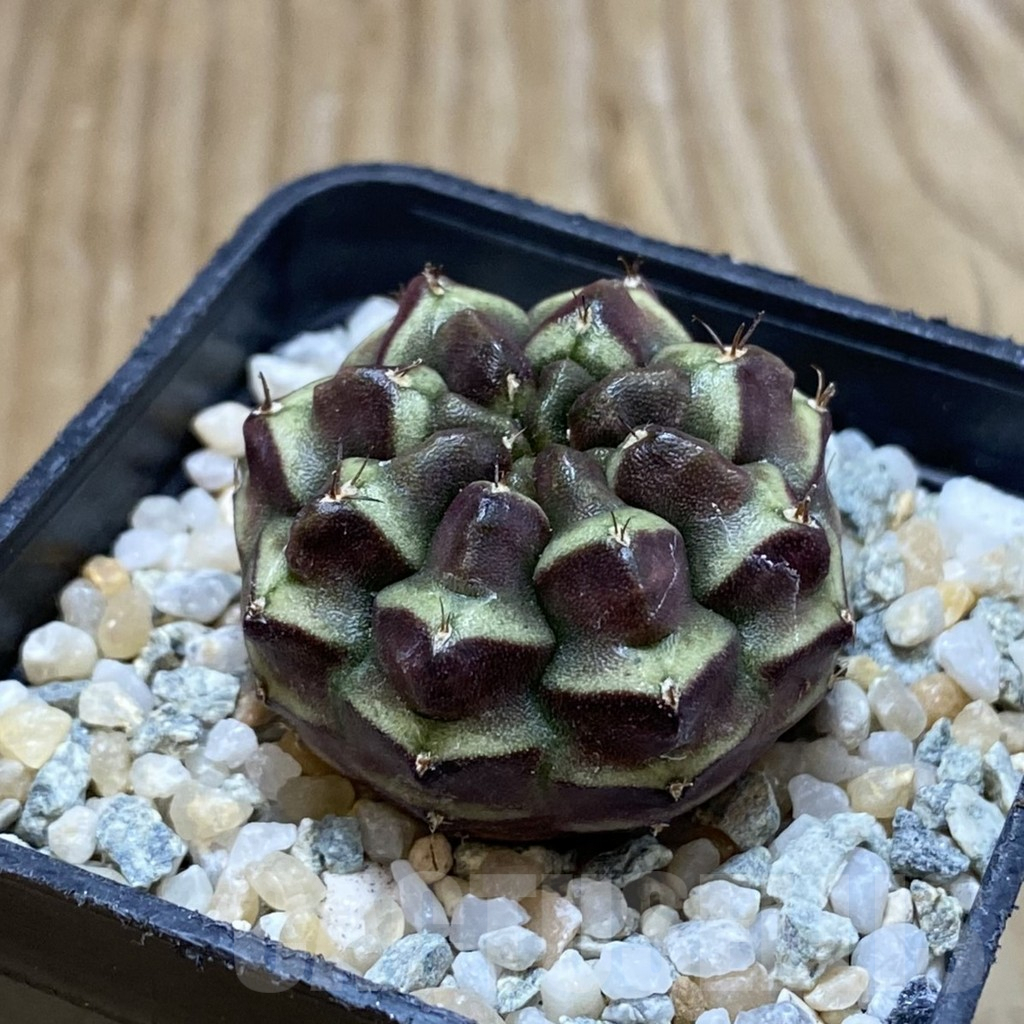 SH9201 Gymnocalycium mihanovichii ‘Day Dream’, seedling - Image 2