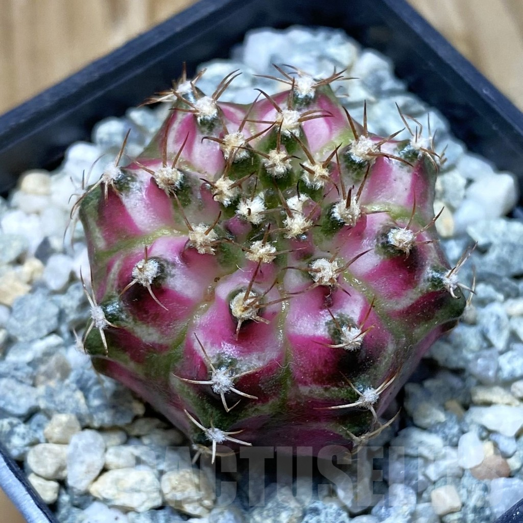 SH9202 Gymnocalycium mihanovichii ‘T-Lux’ , seedling