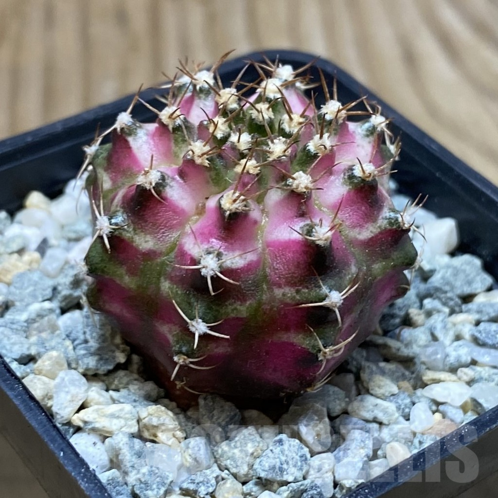SH9202 Gymnocalycium mihanovichii ‘T-Lux’ , seedling - Image 2