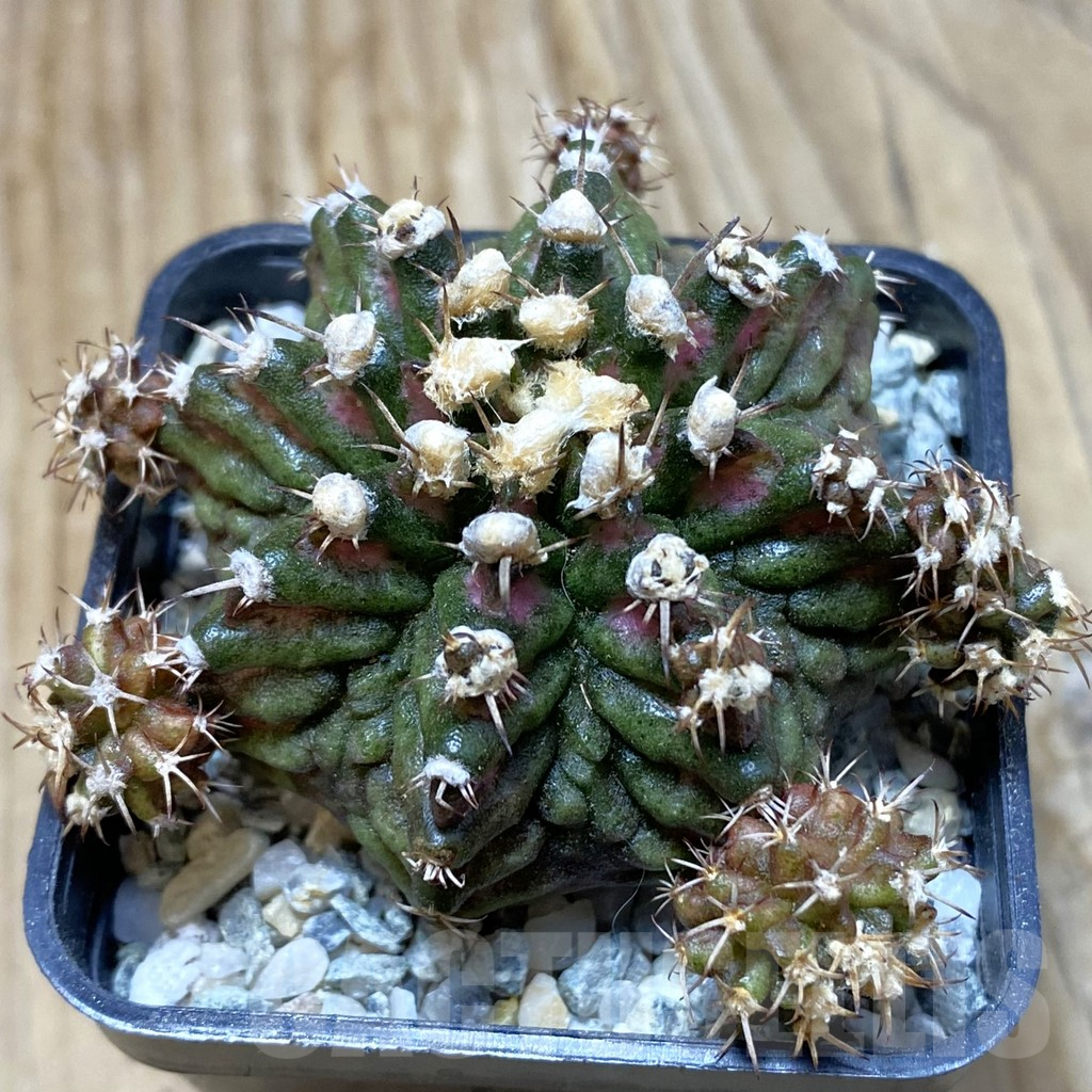 SH9203 Gymnocalycium mihanovichii 'T-Rex', seedling