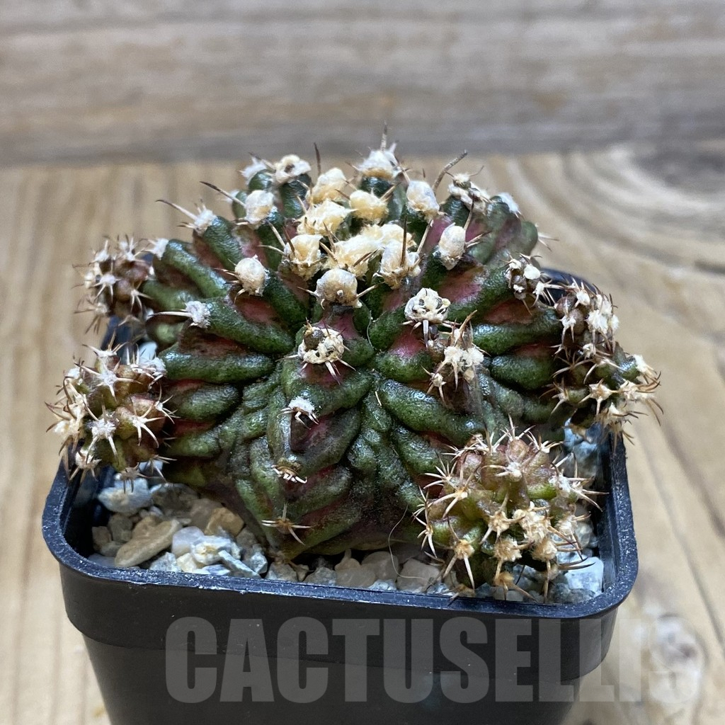 SH9203 Gymnocalycium mihanovichii 'T-Rex', seedling - Image 2