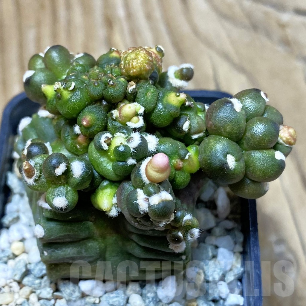 SH9204 Gymnocalycium mihanovichii 'Transformer' - Зображення 2