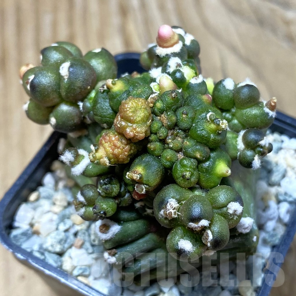 SH9204 Gymnocalycium mihanovichii 'Transformer'